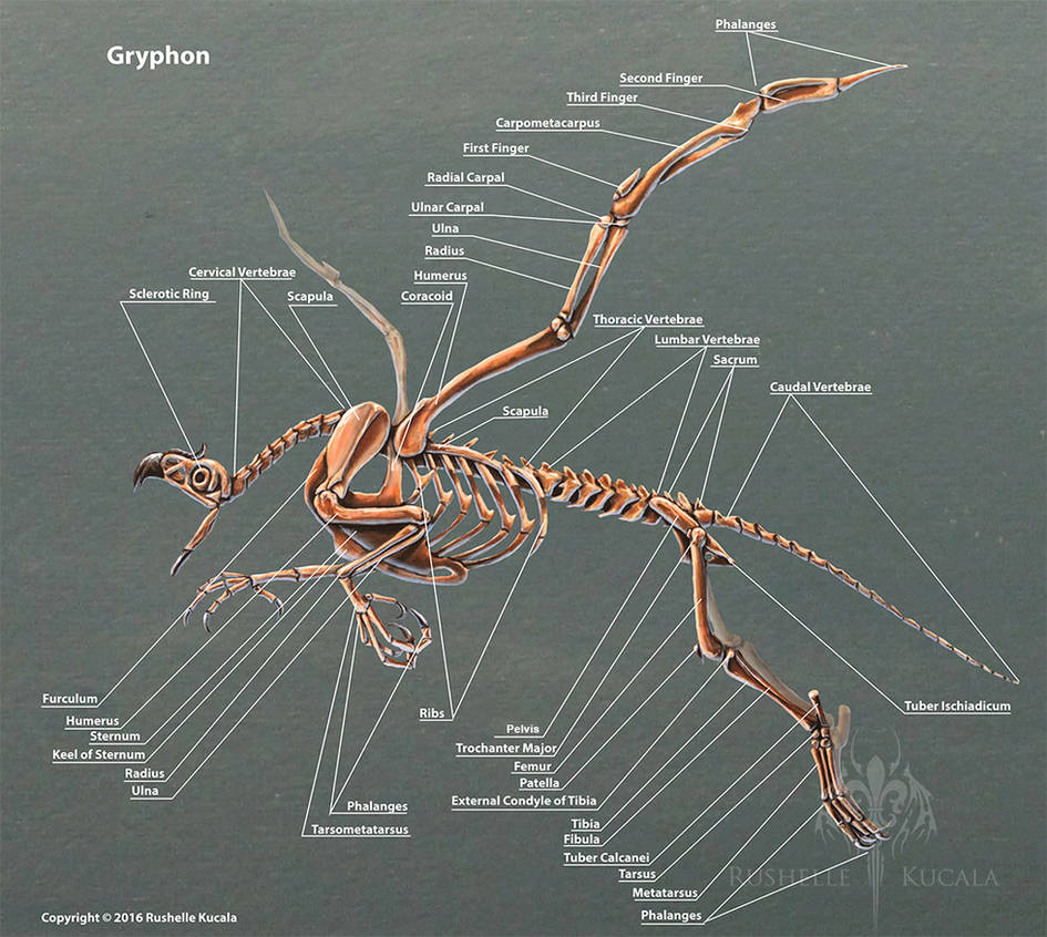Наружный скелет насекомого. Строение скелета грифона. Скелет насекомых. Анатомия мифологических существ. Строение существ.