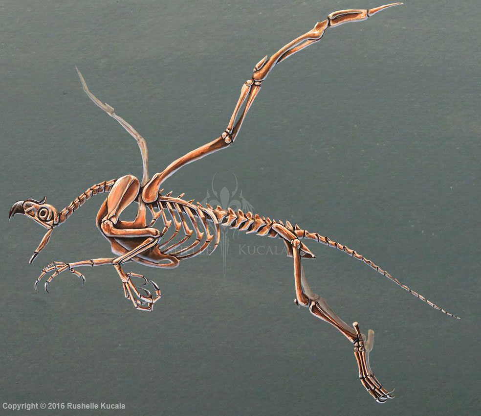 Gryphon Skeleton Anatomy No Labels by TheDragonofDoom on DeviantArt Gryphon Skeleton Anatomy No Labels by TheDragonofDoom on DeviantArt