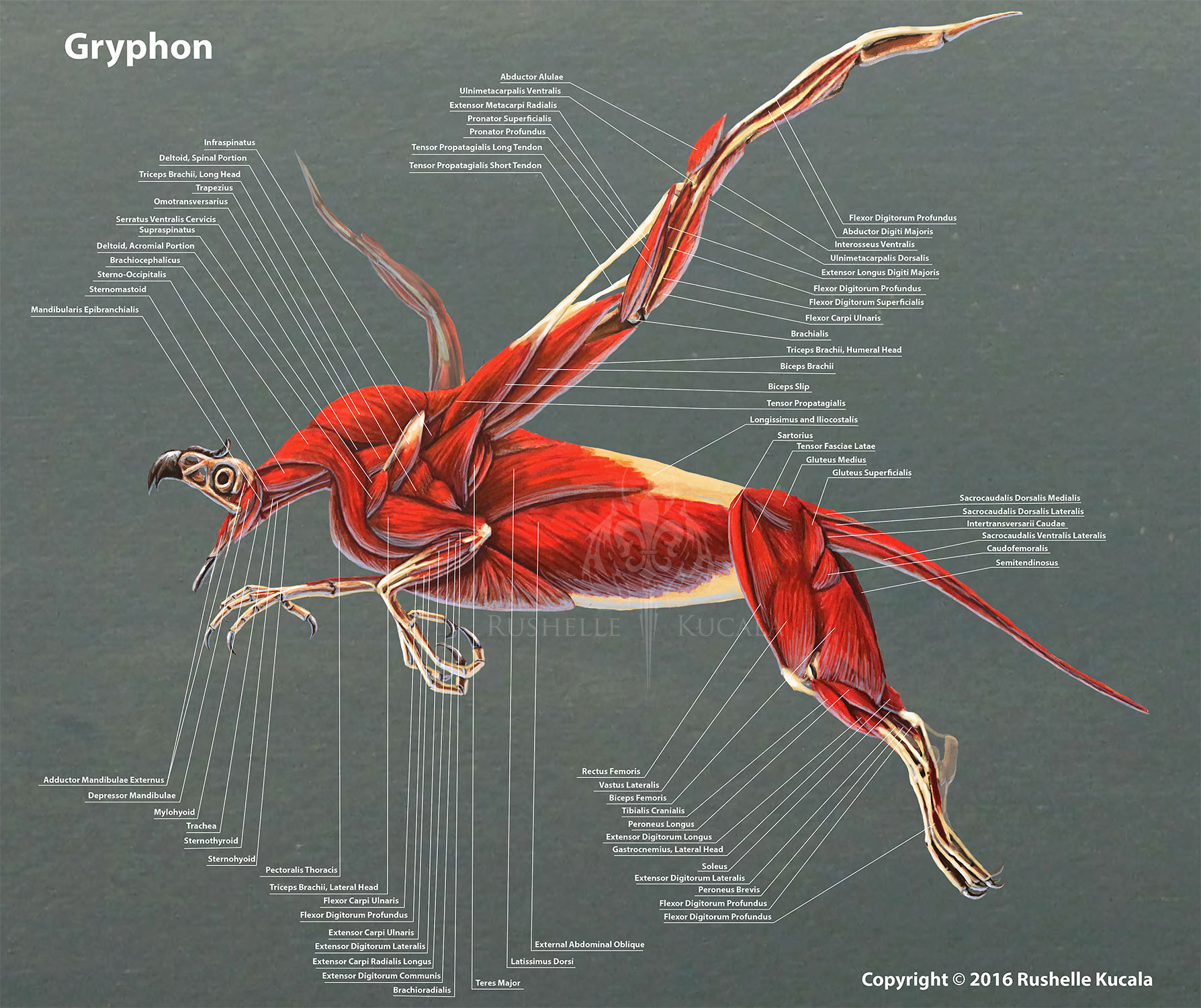 Gryphon Muscle Anatomy