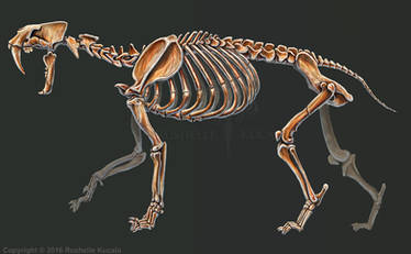 Smilodon Populator Skeleton Study No Labels