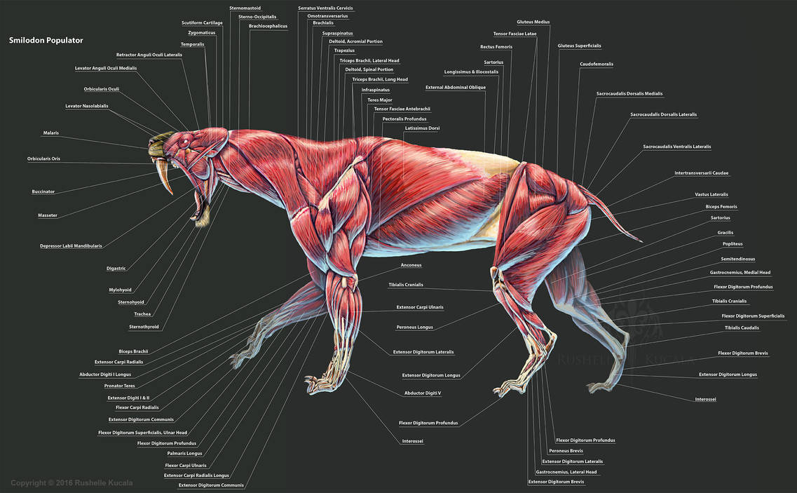 Smilodon Populator Muscle Study by TheDragonofDoom on DeviantArt