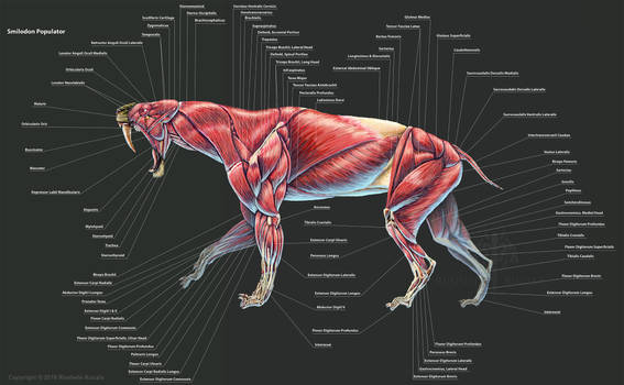 Smilodon Populator Muscle Study