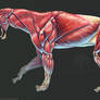 Smilodon Populator Muscle Study No Labels