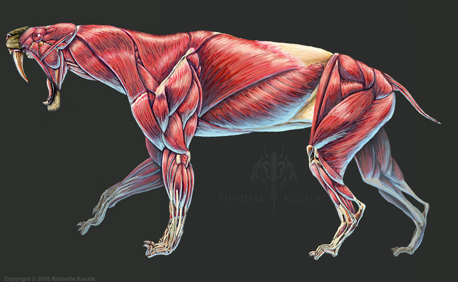 Smilodon Populator Muscle Study No Labels