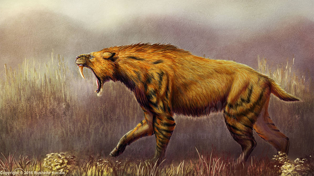 Smilodon. Сумчатые Смилодон. Смилодон вымерший Саблезубый тигр. Cмилодон (Саблезубый тигр). Смилодон популятор.