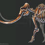 Mammuthus Primigenius Skeletal Study (No Labels)