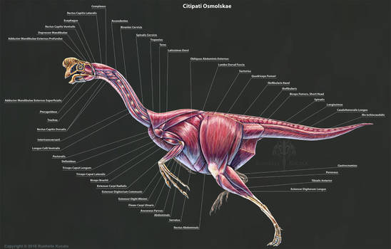 Citipati Osmolskae Muscle Study