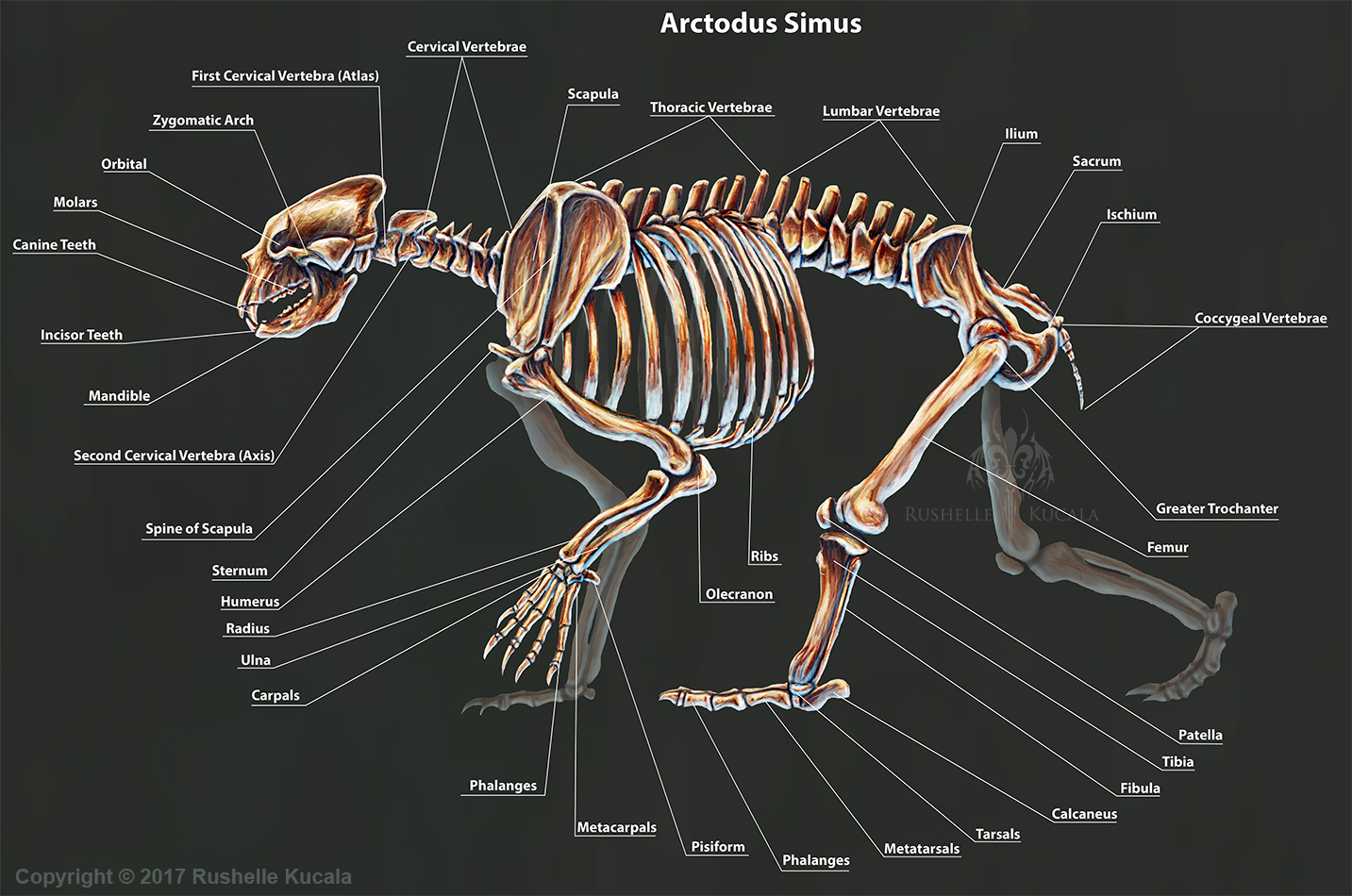 Arctodus Simus Skeletal Study