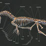 Dilophosaurus Wetherilli Skeleton Study