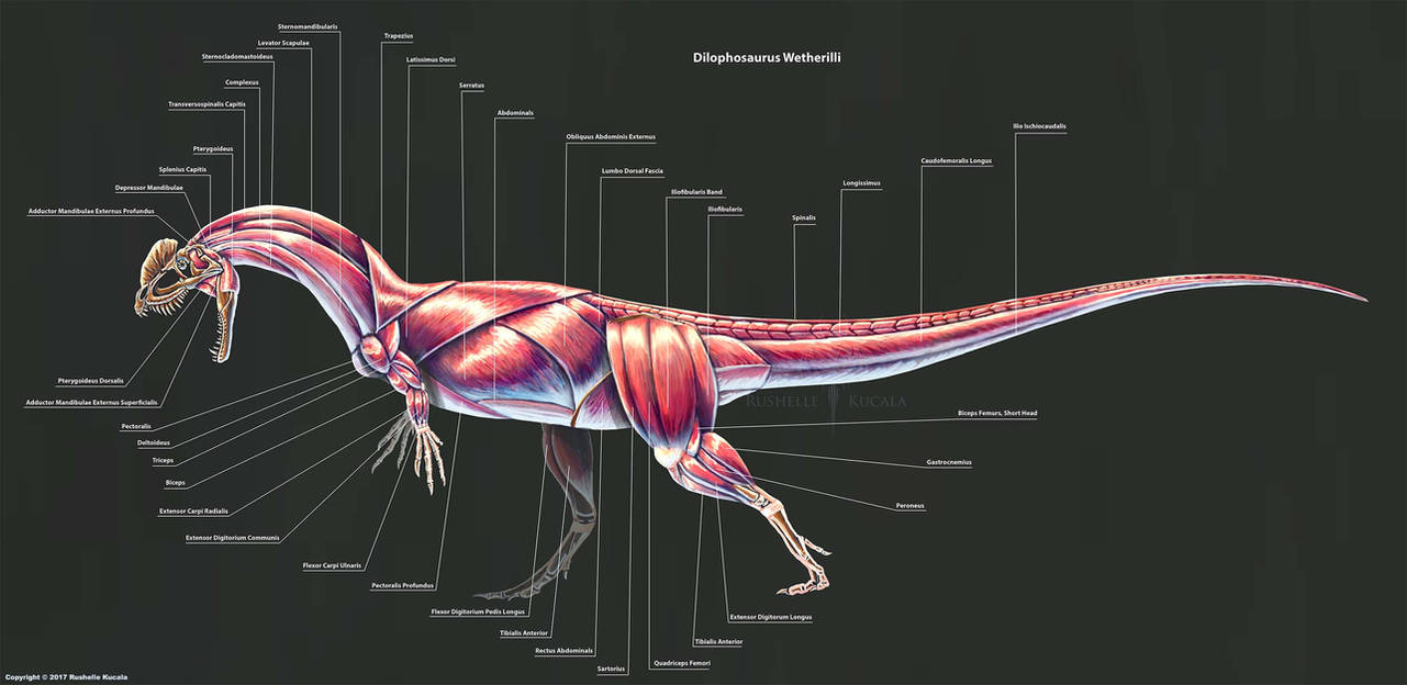 Живое существо 5 букв. Дилофозавр скелет. Дилофозавр анатомия. Дилофозавр скелет реконструкция. Dilophosaurus wetherilli.