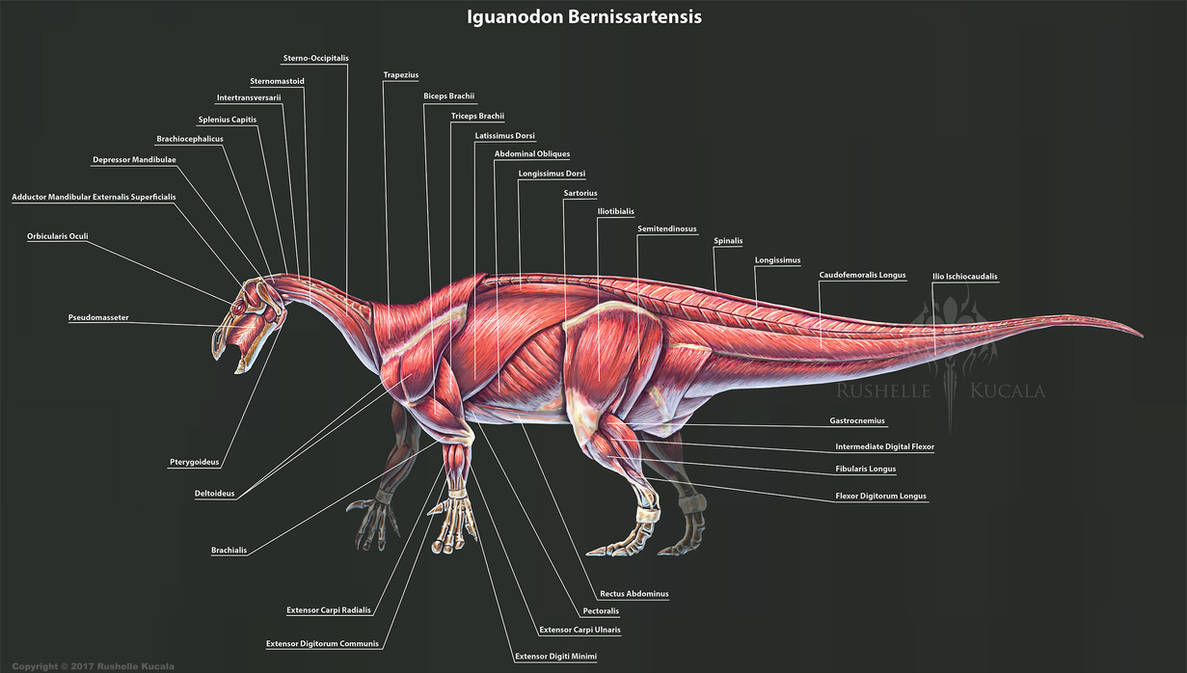 Ящерица конечности тела. Анатомия варана мышцы. Iguanodon bernissartensis Skeleton. Анатомия ИГУАНОДОНА. Строение внутренних органов у динозавров.