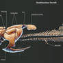 Dunkleosteus Terrelli Skeleton Study