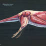 Maiacetus inuus Muscle Study