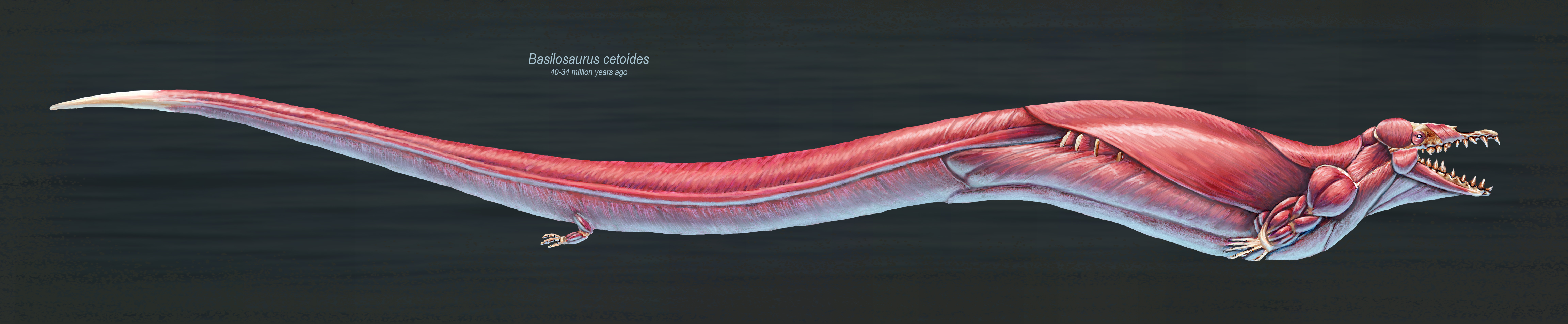 Basilosaurus Cetoides Muscle Study