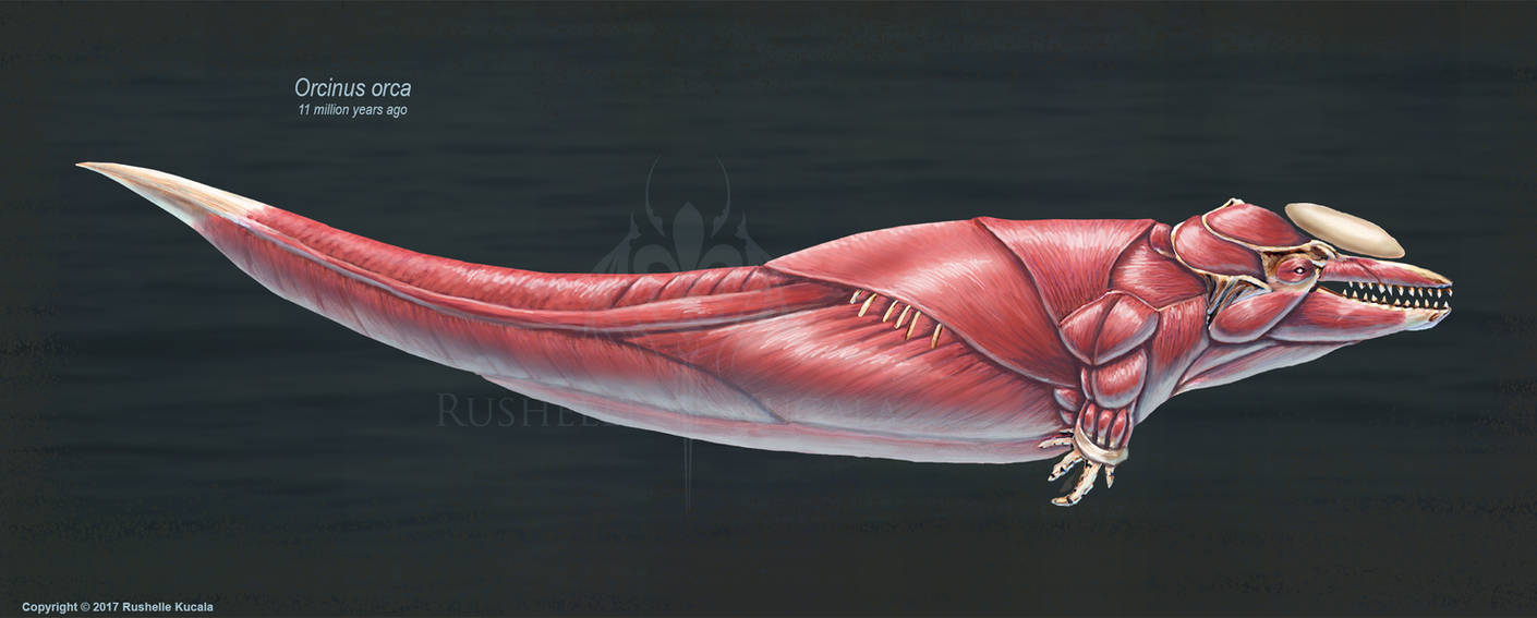 Ласты кита и роющие конечности. Анатомия синего кита. Строение синего кита. Анатомия Белухи. Дельфин Белуха анатомия.