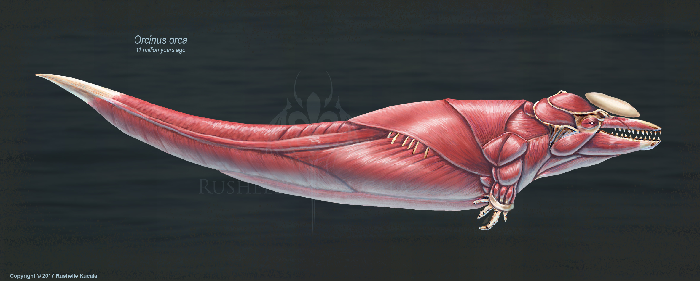 Orcinus Orca Muscle Study