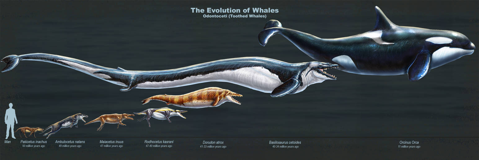 The Evolution of Toothed Whales (Restored)