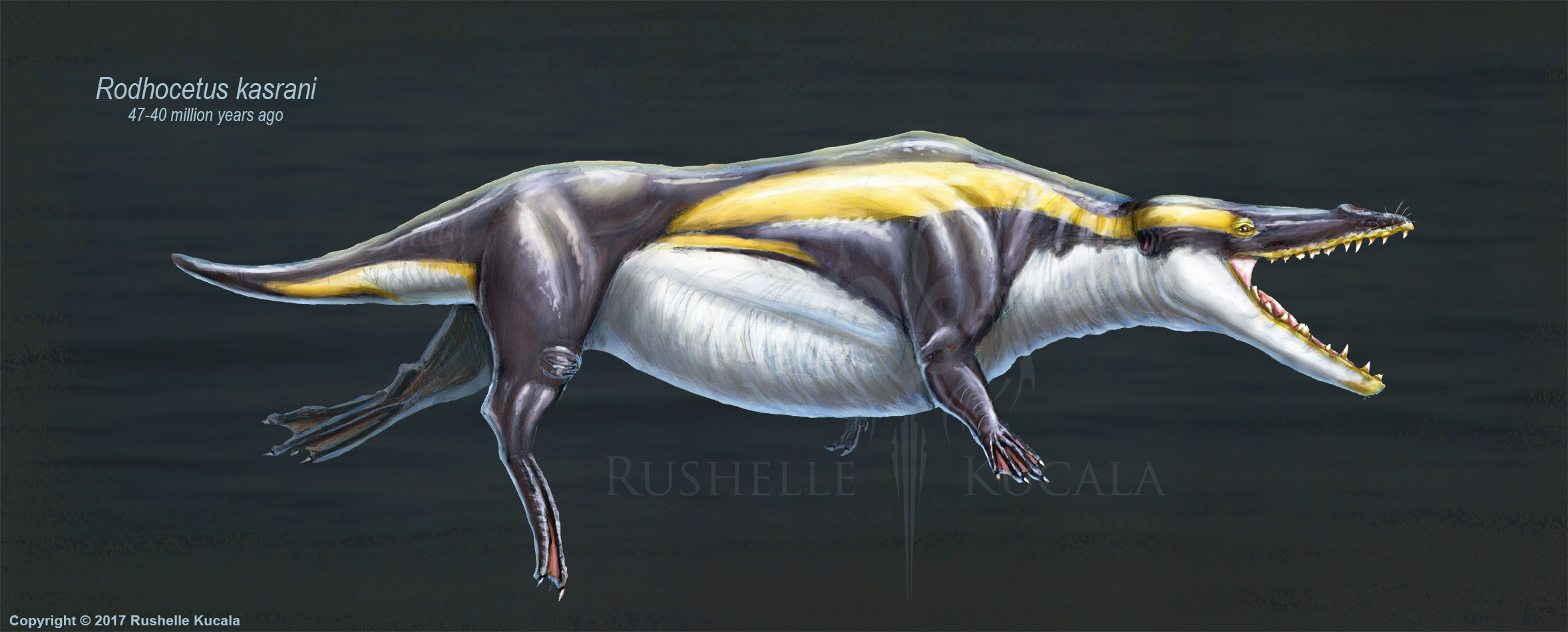 Rodhocetus Kasrani Restored