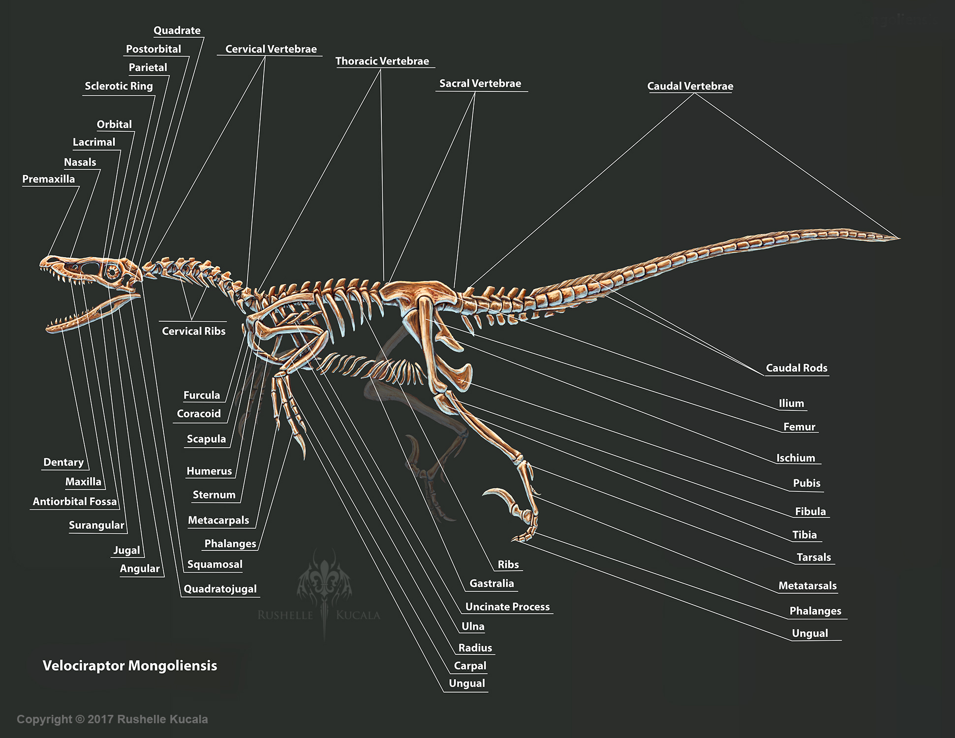 Velociraptor Mongoliensis Skeleton Study