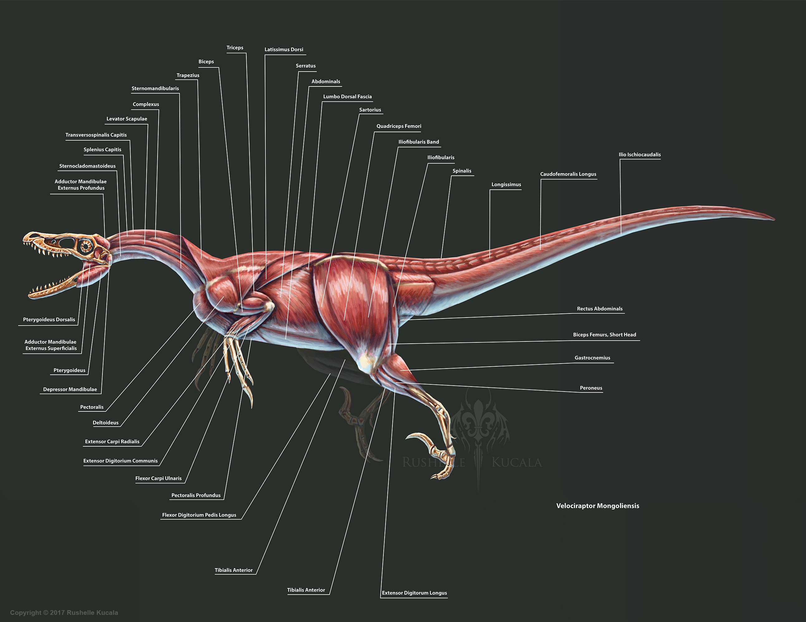 Velociraptor Mongoliensis Muscle Study by TheDragonofDoom on DeviantArt