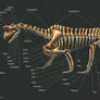 Shringasaurus Indicus Skeleton Study