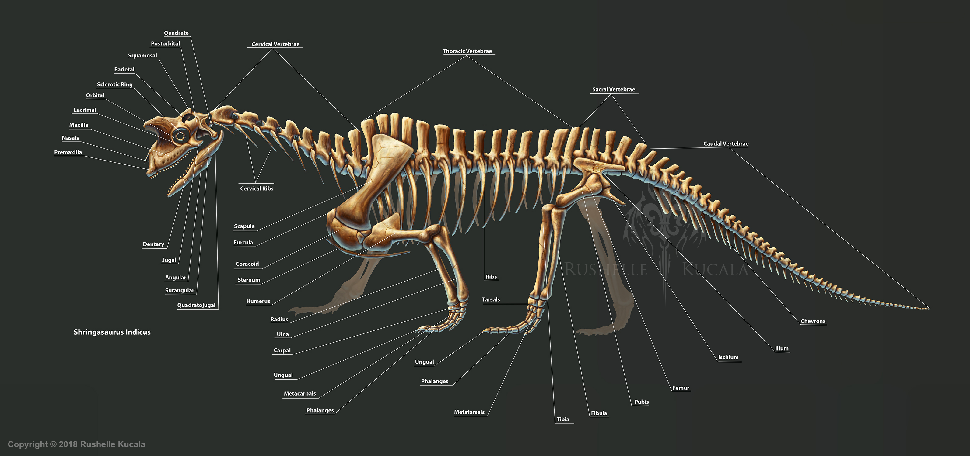 Shringasaurus Indicus Skeleton Study