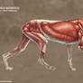 Machairodus Aphanistus Muscle Study (No Labels)