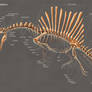 Spinosaurus Aegyptiacus Skeleton Study