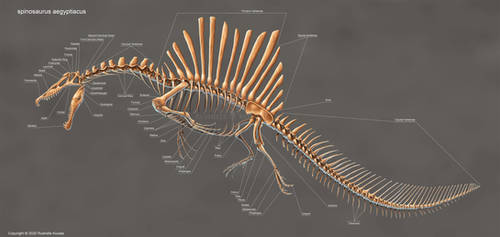 Spinosaurus Aegyptiacus Skeleton Study