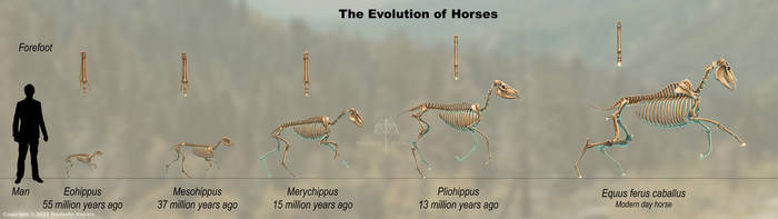 The Evolution of Horses Skeleton Study by TheDragonofDoom