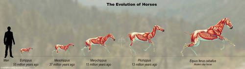 The Evolution of Horses Muscle Study by TheDragonofDoom