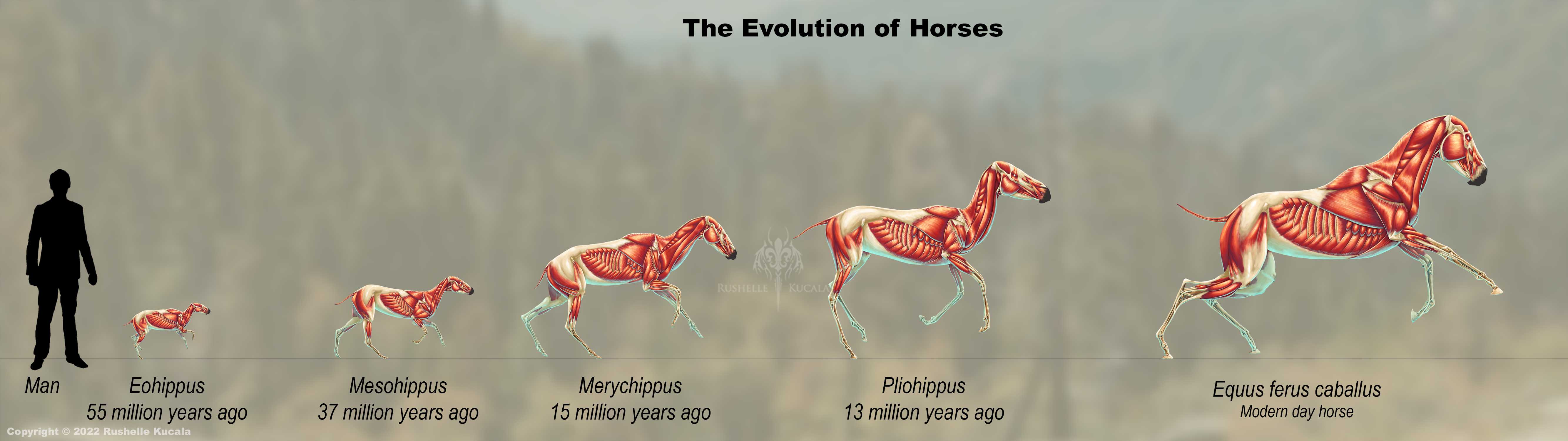 The Evolution of Horses Muscle Study by TheDragonofDoom on DeviantArt