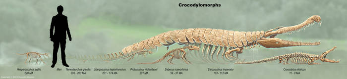 Crocodylomorphs Skeleton Study