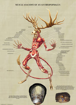 Anthropophagus Muscle Study