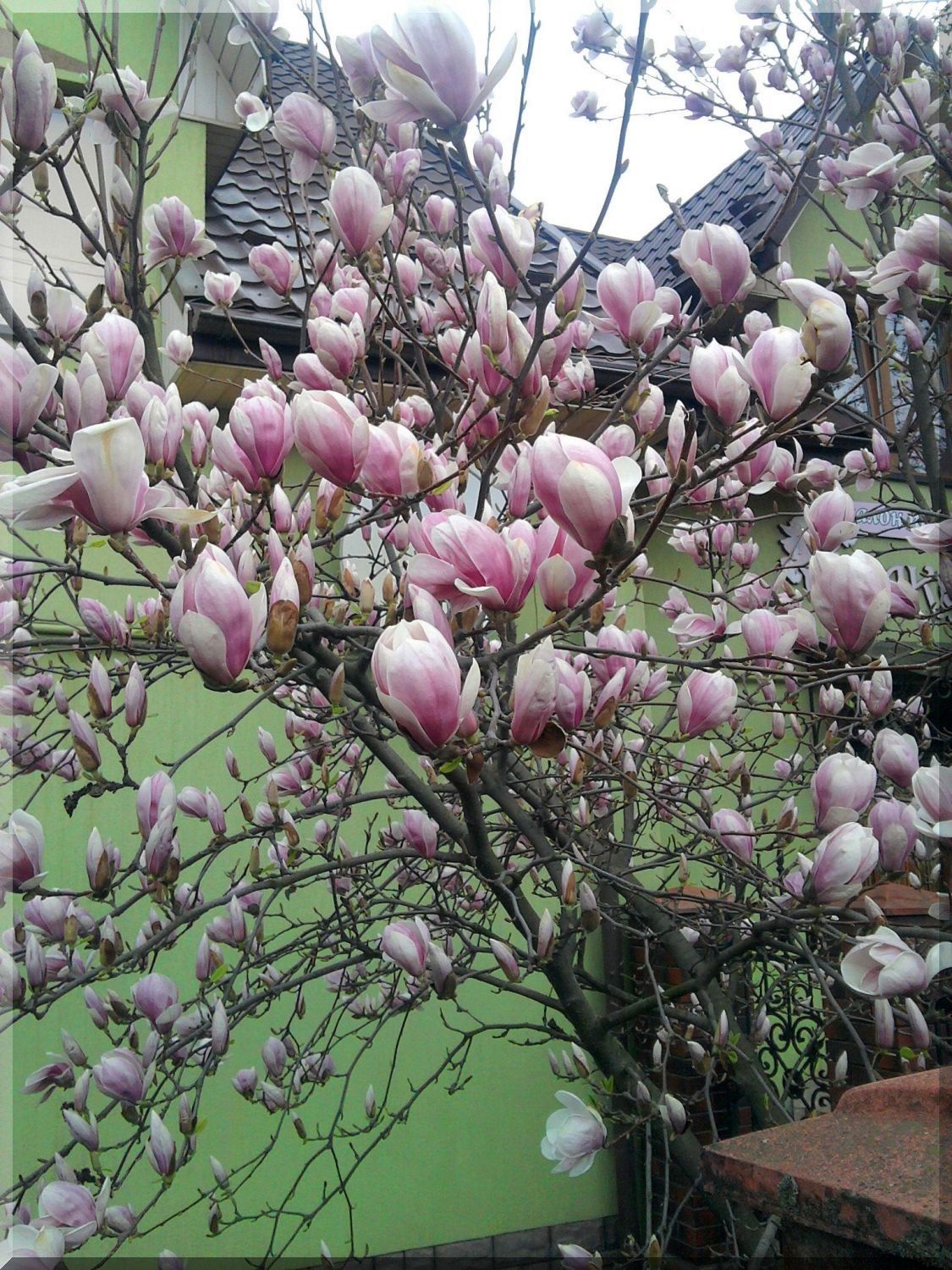 Magnolia