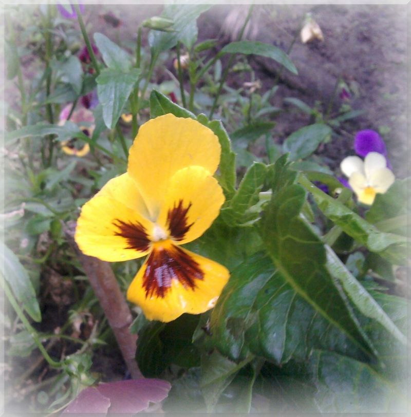 Pansy