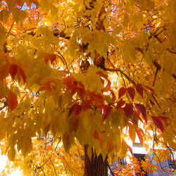 vivid foliage