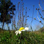 pushing up daisies