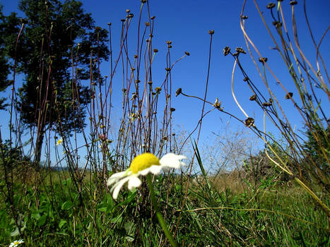 pushing up daisies