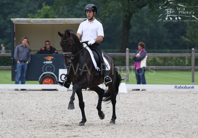 Warmblood Stallion Dressage