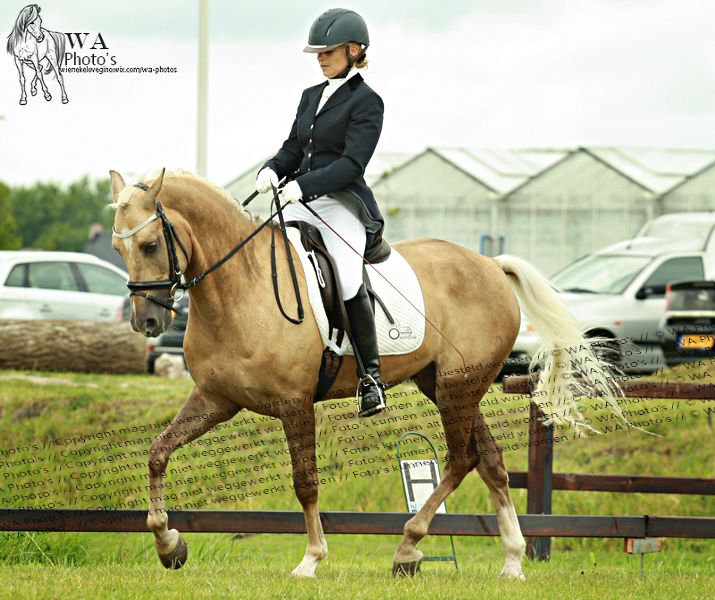 Palomino dressage