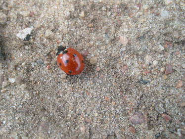 LadyBug