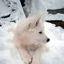 Wolfeh pup :D