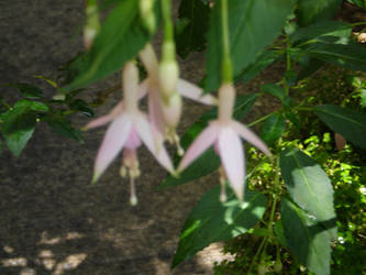 pale purple flowers