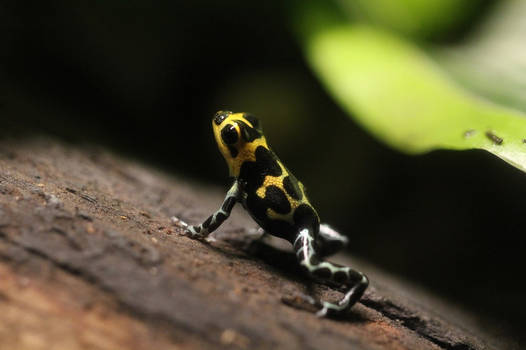 Thumbnail Dart Frog