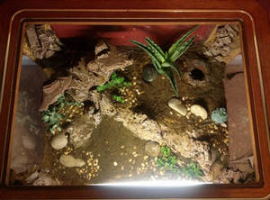Leopard Gecko Glass Top End Table