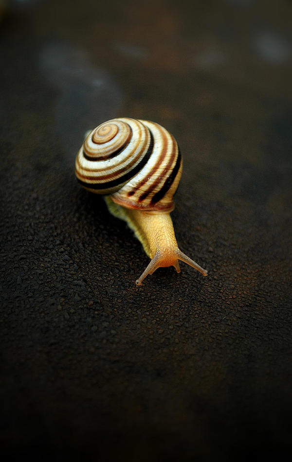 Slimy Snail