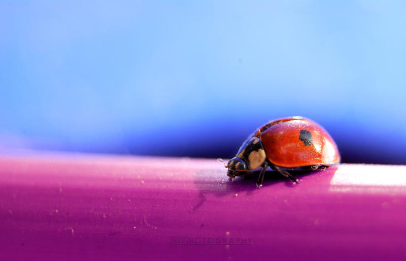 Ladybug