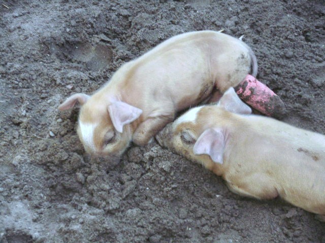 Baby piglets