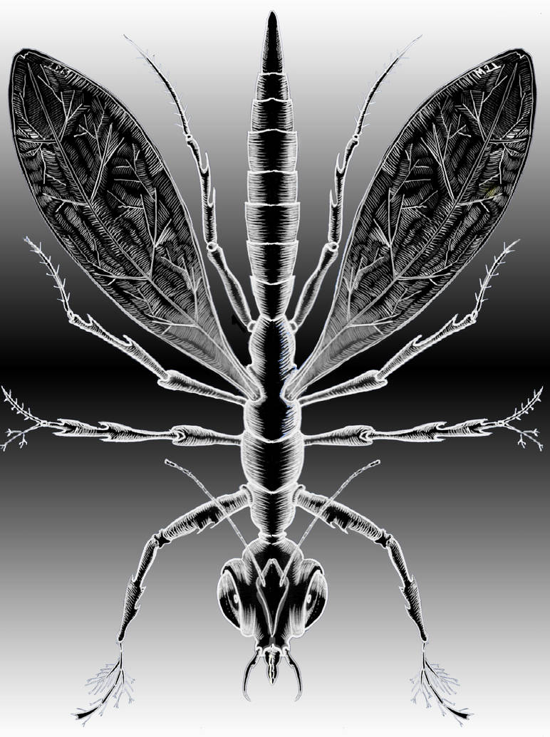 Insect Deviantart Insect by WJTART on DeviantArt